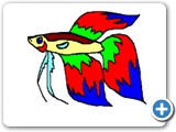 betta