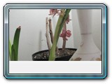 new leaves of: Star of Holland, Desire and Susan 1-03-12