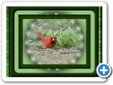 cardinal_1_framed