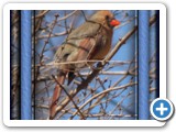 female_cardinal_3_framed