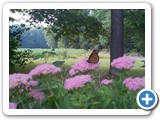 500_4_monarch_butterflies