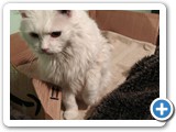 My left leg hurts.  My mom found out from the vet I now have arthritis in both front legs.  I'm old, I'm 15!