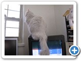 I love watching 'tv' while sitting on the monitor!