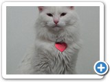 I'm a proud kitty!