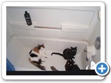 All 3 cats in the tub:  
Mom! A little privacy please?