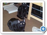 Midnight & Shadow:  Hey sis, do you see what I see?