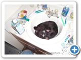 Midnight sleeping in the sink.