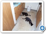 Midnight & Shadow:  That is one very large noisy rat!  
(Actually, it is a battery operated rat.)