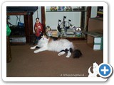 Patches doing what she does best! Ok, I know I'm gorgeous so I will allow you to take only ONE more picture!