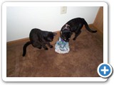 Midnight & Shadow: Wonder where that water sound is coming from?