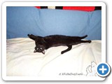 Shadow: Now this is the life! Stretched out and just kicking back!