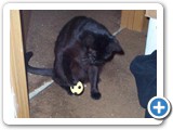 Shadow: Ok ball, I gotcha now!