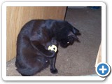 Shadow: Hmmm, now what do I do with this ball?