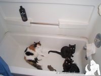 3 cats in the tub. Mom! A little privacy please?