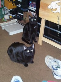 Midnight & Shadow watching the camera (Shadow is in front)