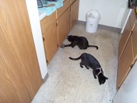 Midnight playing with 'motormouse'!