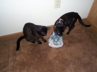 Shadow and Midnight investigating dragon waterfall.