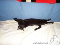 Shadow stretched out on her back, relaxing.