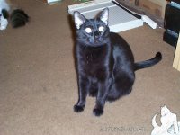 Shadow looking at camera.