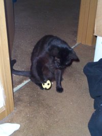 Shadow tries to figure out how to get the soft cat ball off her toenails.