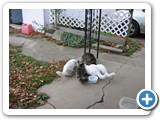 Draco is far left white kitty.