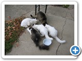 Draco is far left kitty.