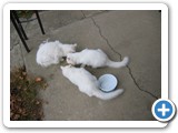 Draco is the top left kitty.