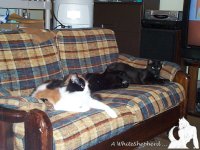 3 cats relaxing on loveseat
