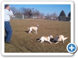15_rasby_boston_lady_dog_500