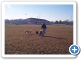 1_dog_park_500