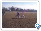 20_boston_rasby_lady_dog_crystal_500