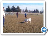 21_gene_dog_crystal_500