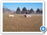 23_dog_park_500