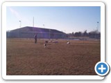 25_ringtail_crystal_dogs_500