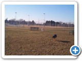 26_boston_dog_500