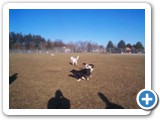 27_crystal_dogs_500