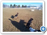 28_crystal_dogs_500