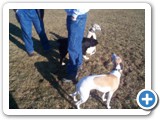 31_lady_dog_boston_500