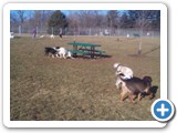 32_dog_crystal_boston_lady_dog_500