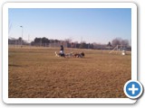 8_dog_park_500