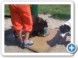 12_500 Sheba and lab needing some more refreshing  cool water.