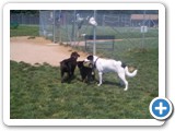 1_500 Sheba, 2 months old, making the rounds and meeting all the dogs at the park.