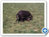 4_500 Sheba playing with a lab.  Sheba is the one on her back.