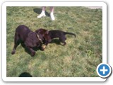5_500 Sheba really enjoyed playing with this lab.