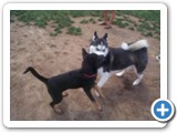 2_500 Sheba, now 3 months old, plays with a husky.