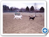 02-23-04_016   Crystal, White German shepherd, 5 years old and Sheba, 2 years old, owned by Gene & Kaycy