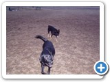 02-23-04_025  Sheba, the black and tan dog, 2 years old, Australian Cattle dog, owned by Gene & Kaycy