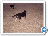 02-23-04_026   Sheba, 2 years old, owned by Gene & Kaycy