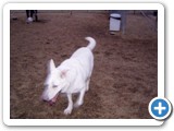 02-23-04_028   Crystal, White German shepherd, 5 years old, owned by Gene & Kaycy