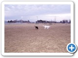 02-23-04_029   Crystal, White German shepherd, 5 years old and Sheba, 2 years old, owned by Gene & Kaycy
